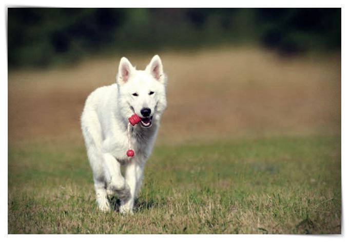 imagenes de perros fox terrier - Dibujo imágenes - imagenes de perros fox terrier imagenes de perros fox terrier