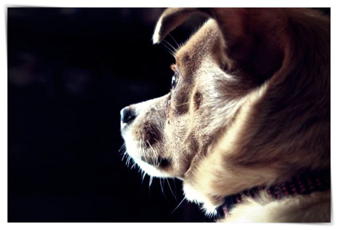 imagenes de perros graciosos - Dibujo imágenes - imagenes de perros graciosos imagenes de perros graciosos