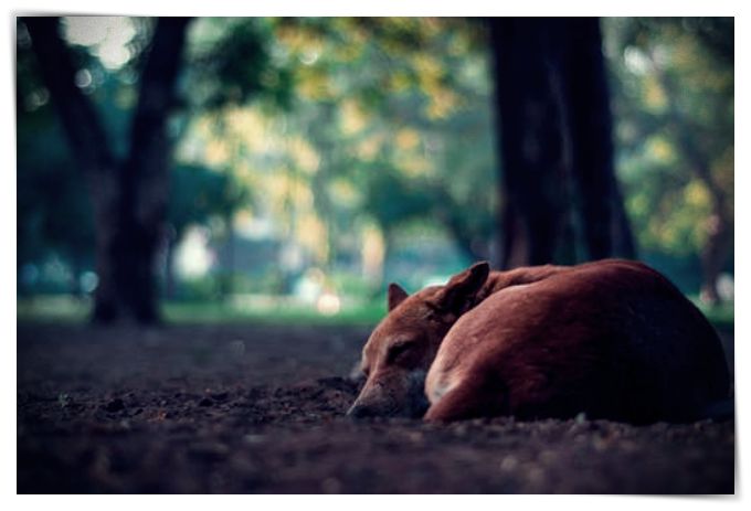 imagenes de perros - Dibujo imágenes - imagenes de perros imagenes de perros