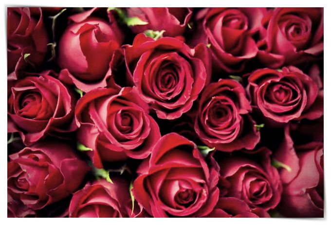 imagenes de rosas blancas hermosas con movimiento - Dibujo imágenes - imagenes de rosas blancas hermosas con movimiento imagenes de rosas blancas hermosas con movimiento