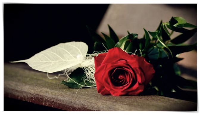 imagenes de rosas bonitas para una amiga