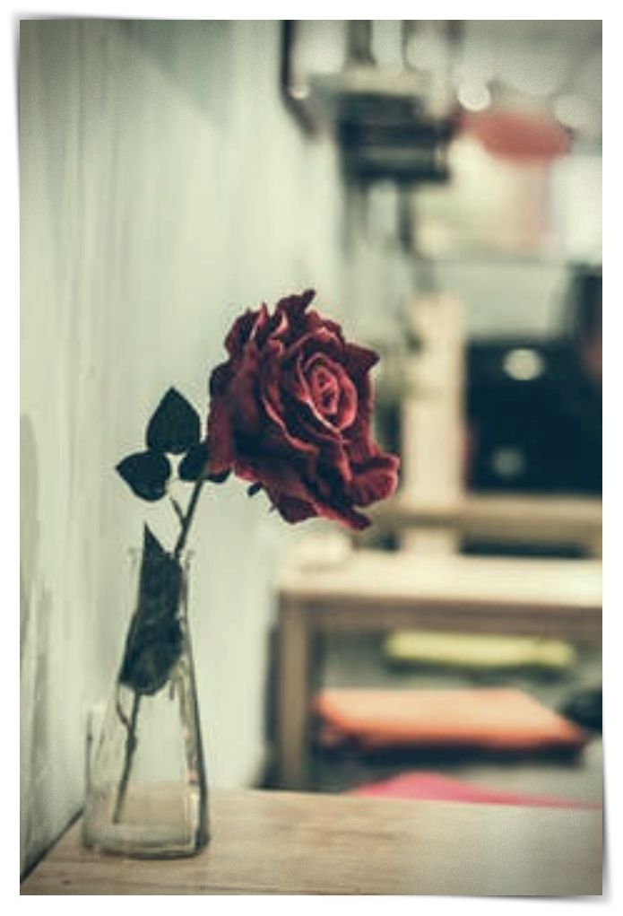 imagenes de rosas con frases de buenos dias