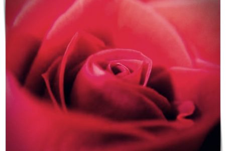 imagenes de rosas de amor