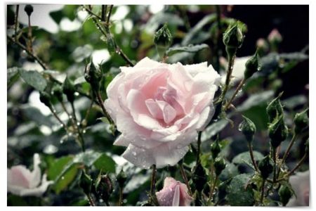 imagenes de rosas de invierno