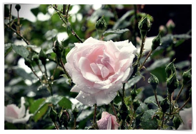 imagenes de rosas de invierno