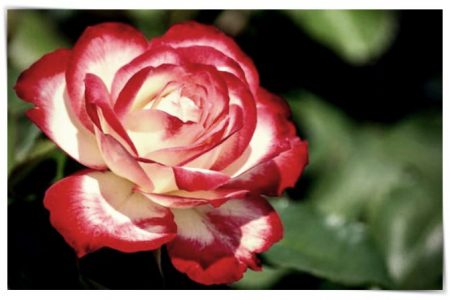 imagenes de rosas feliz martes