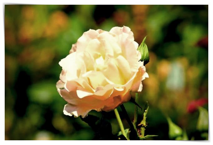 imagenes de rosas feliz sabado - Dibujo imágenes - imagenes de rosas feliz sabado imagenes de rosas feliz sabado