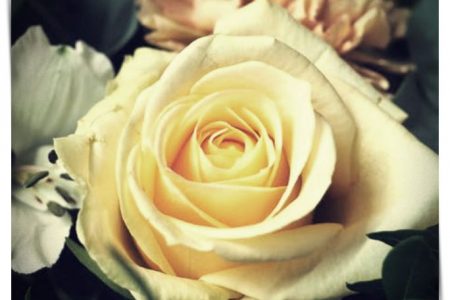 imagenes de rosas gracias por tu amistad