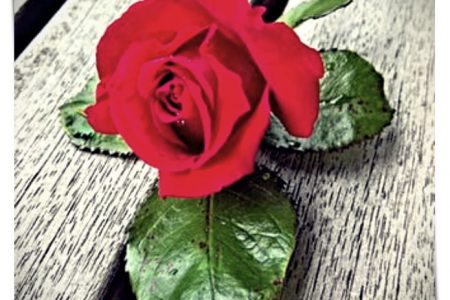 imagenes de rosas gratis para descargar