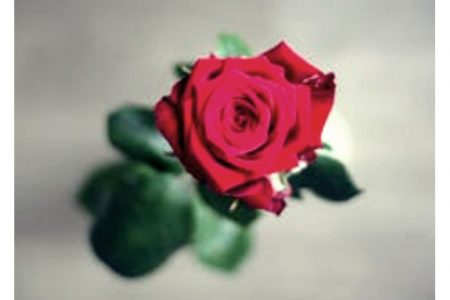 imagenes de rosas guindas