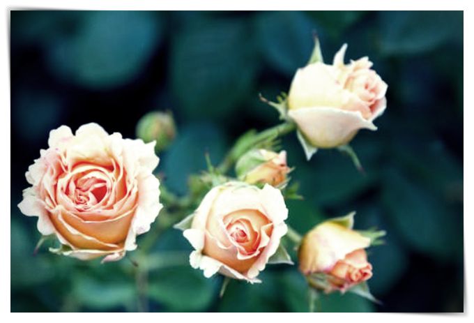 imagenes de rosas heladas