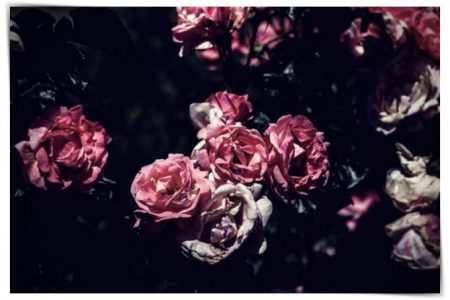imagenes de rosas hermosas con frases lindas