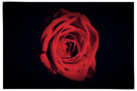 imagenes de rosas increibles