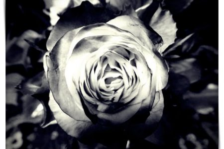 imagenes de rosas jazmin