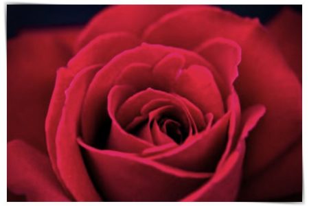 imagenes de rosas juan manuel