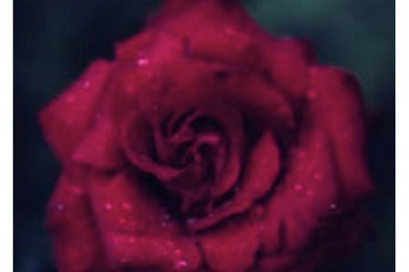 imagenes de rosas k digan te amo