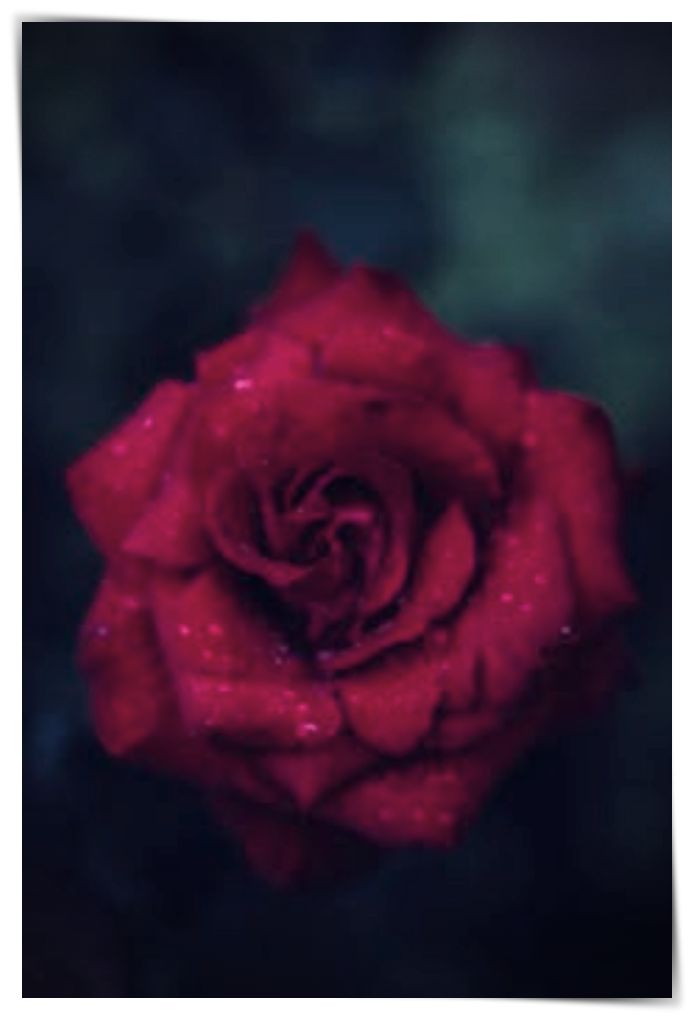 imagenes de rosas k digan te amo