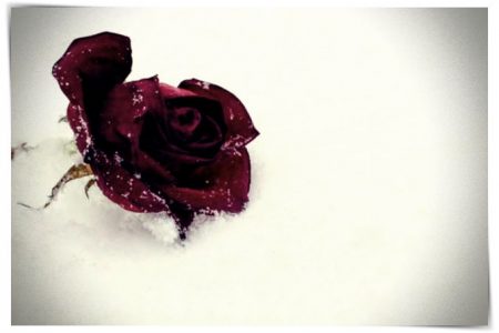 imagenes de rosas linda tarde