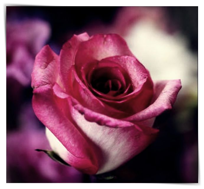 imagenes de rosas muy hermosas
