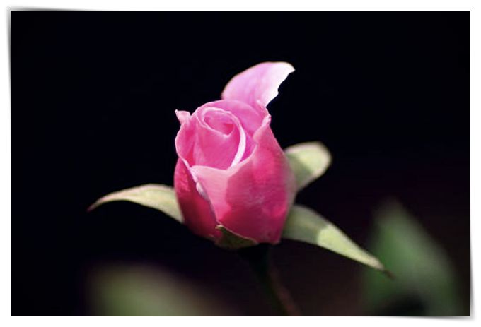 Fotos De Rosas Negras Con Sangre