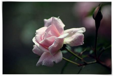 imagenes de rosas negras naturales
