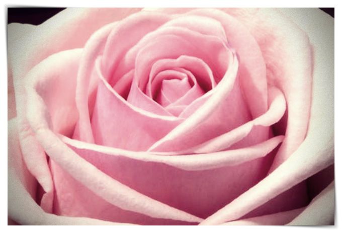 imagenes de rosas negras para whatsapp - Dibujo imágenes - imagenes de rosas negras para whatsapp imagenes de rosas negras para whatsapp