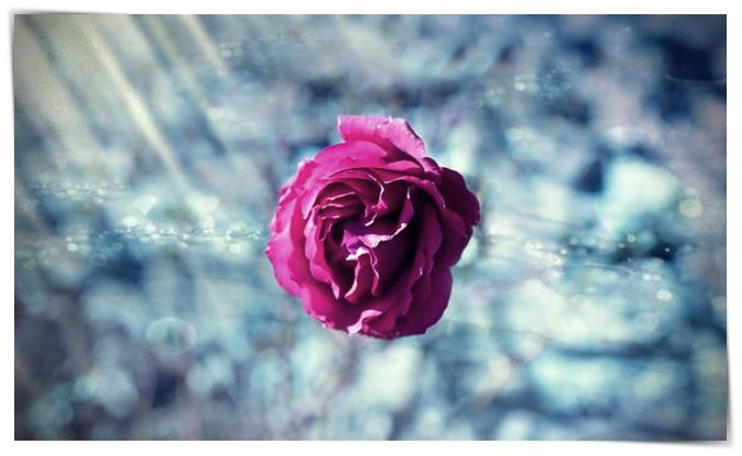 imagenes de rosas o flores