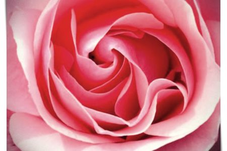 imagenes de rosas para felicitar cumpleaños