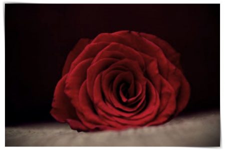imagenes de rosas para iluminar