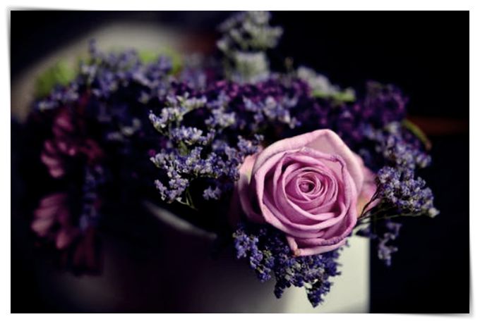 imagenes de rosas preciosas con frases - Dibujo imágenes - imagenes de rosas preciosas con frases imagenes de rosas preciosas con frases