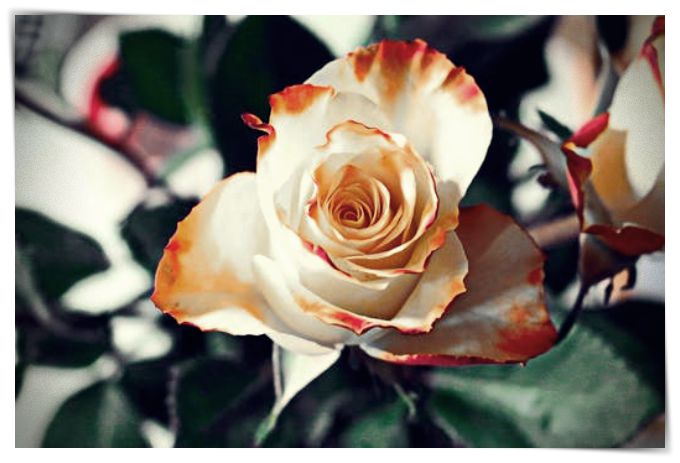 imagenes de rosas q digan te quiero