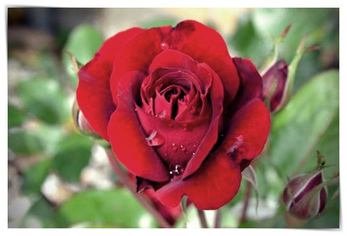 imagenes de rosas que se mueven y brillan - Dibujo imágenes - imagenes de rosas que se mueven y brillan imagenes de rosas que se mueven y brillan