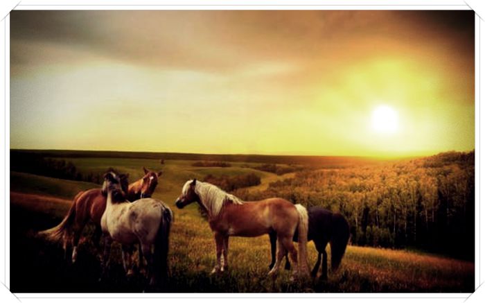 mensajes e imagenes de caballos - Dibujo imágenes - mensajes e imagenes de caballos mensajes e imagenes de caballos