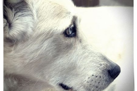 ojos blancos de perro