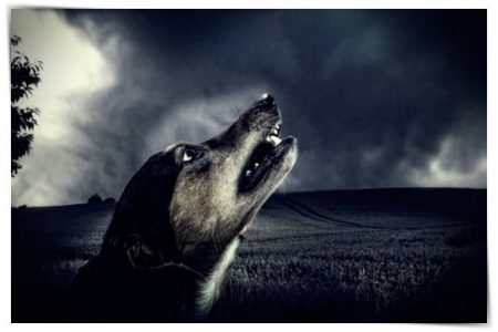 perro aullido oscuro a la luz de la luna