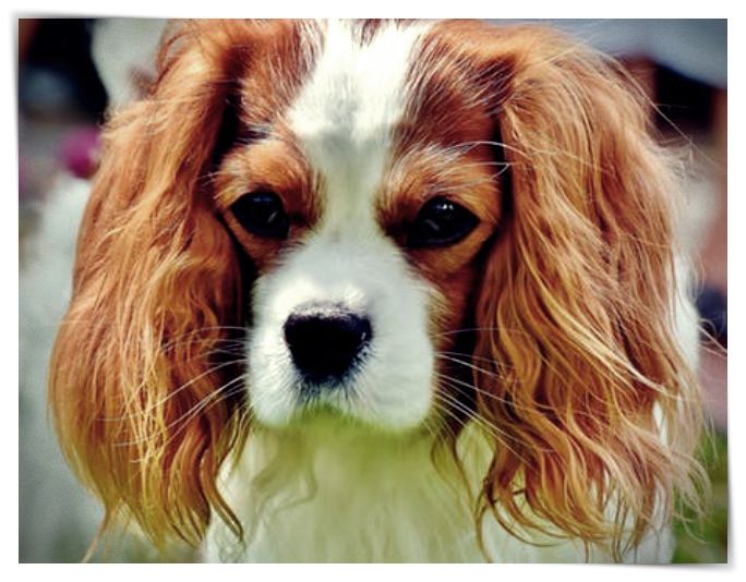 perro cavalier king charles spaniel funny pet 1 - Dibujo imágenes - perro cavalier king charles spaniel funny pet 1 perro cavalier king charles spaniel funny pet 1