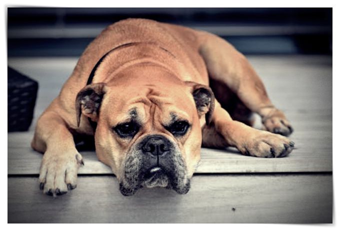 perro mascota bulldog continental mascota - Dibujo imágenes - perro mascota bulldog continental mascota perro mascota bulldog continental mascota