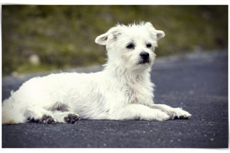 perro perro blanco pequeño perro pequeño