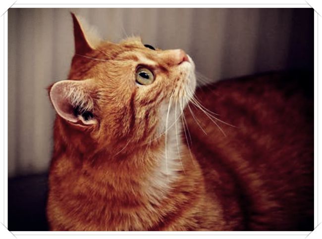 sonidos e imagenes de gatos - Dibujo imágenes - sonidos e imagenes de gatos sonidos e imagenes de gatos