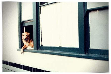 ventana de animal perro mascota