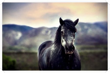 videos e imagenes de caballos