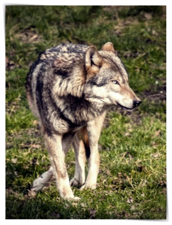 www.fotos de perros perdidos.com - Dibujo imágenes - www.fotos de perros perdidos.com www.fotos de perros perdidos.com