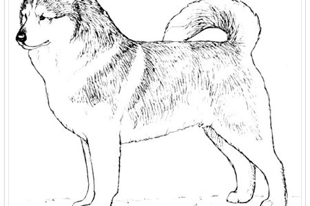 colorear de perros