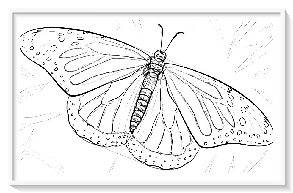 dibujo de mariposa para colorear en linea