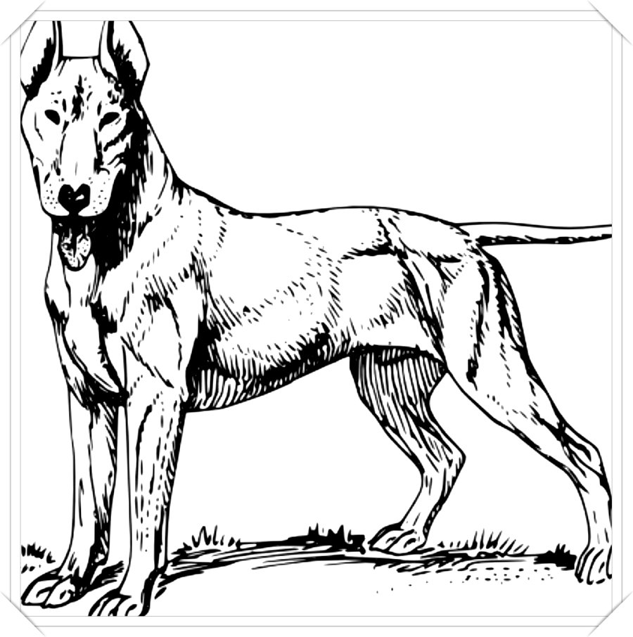 dibujos para colorear de perros pitbull