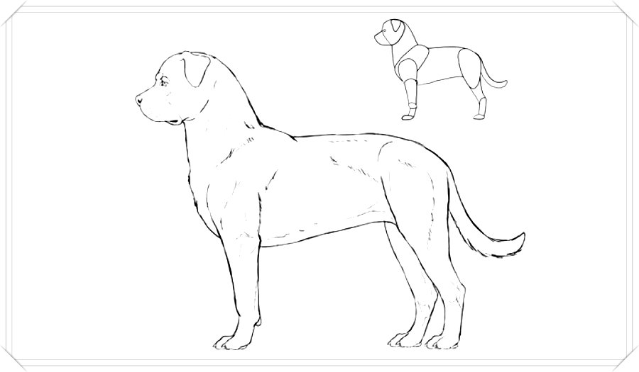 dibujos para colorear perros boxer