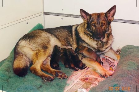 fotos de cachorros golden retriever de 4 meses