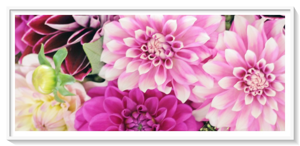 fotos de flores de azahar