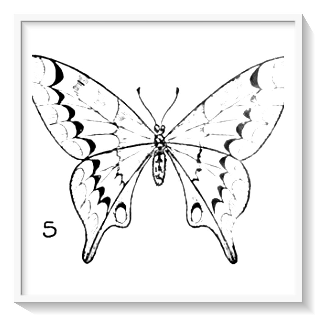 mandalas de mariposas para colorear dificiles