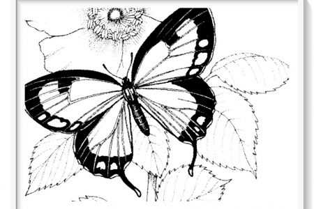 mariposas para colorear en caricatura
